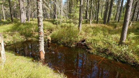 Graben in einem Moorstandort mit deutlich barun gefärbten Wasser, umliegend grüne Torfmoose und Bäume