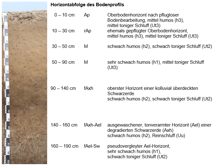 Das Bild zeigt die Horizontabfolge eines Kolluvisol aus Löss