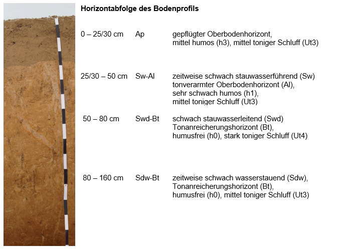 Das Bild zeigt die Horizontabfolge einer Parabaunerde aus Löss