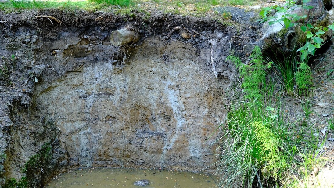 Bodenprofilwand mit verschiedenfarbigen hellen und dunklen Bereichen, am unteren Rand braunes Stauwasser, am oberen Rand grünes Gras auf der Bodenoberfläche