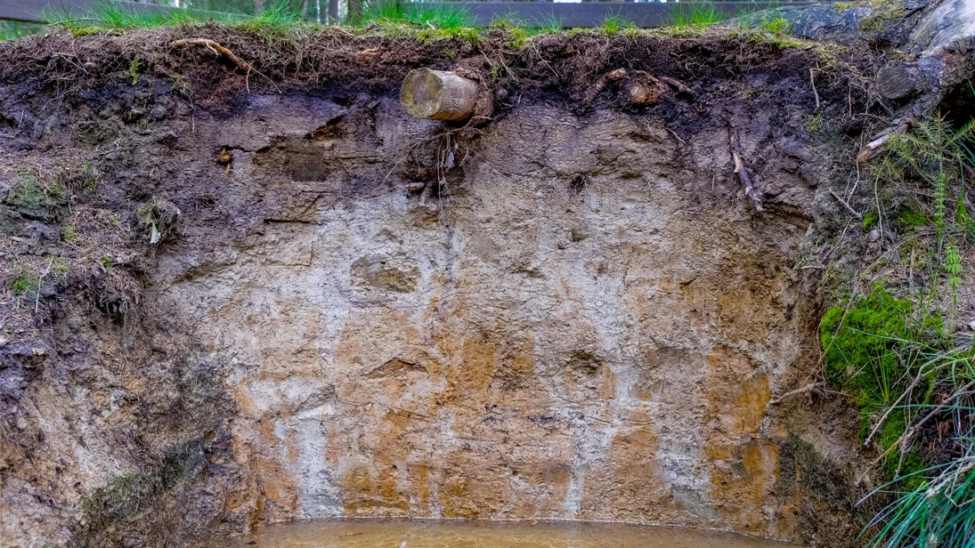 Das Foto zeigt eine Bodenprofilwand eines Stauwasserbodens mit hellen, fast weißlichen Bereichen im Oberboden und einer gelblich-orange-weißen Marmorierung im Unterboden.