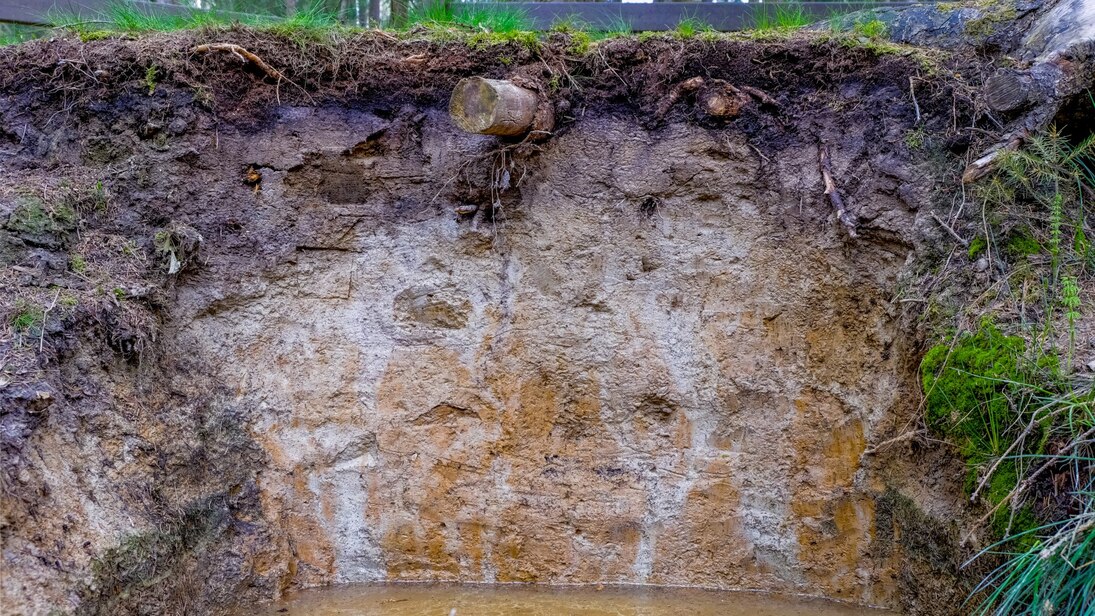 Das Foto zeigt eine Bodenprofilwand eines Stauwasserbodens mit hellen, fast weißlichen Bereichen im Oberboden und einer gelblich-orange-weißen Marmorierung im Unterboden.