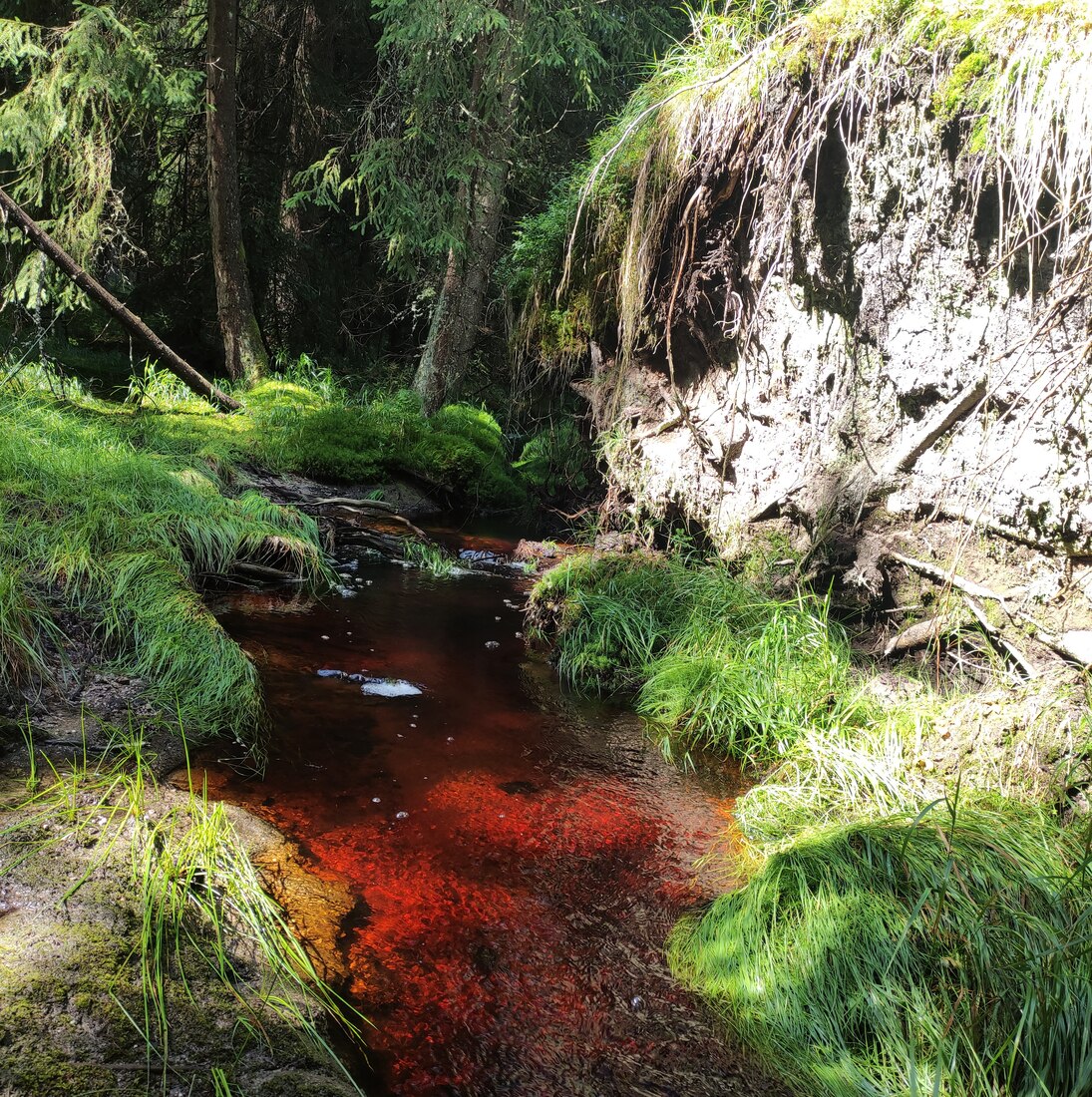 Naturbelassener rot-brauner Bach fließt durch ein sonnengefluteten Wald