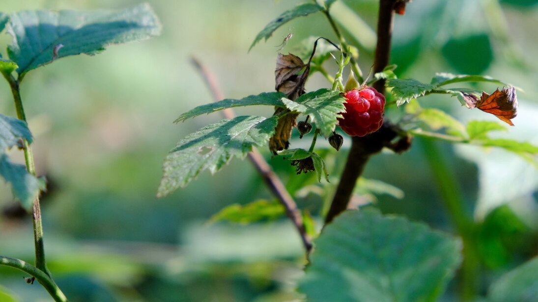 Das Foto zeigt einen Ausschnitt eines Himbeerstrauches, im Vorder- und Hintergrund sind unscharf grüne Himbeerblätter zu erkennen. Das Hauptmotiv zeigt eine von der Sonne angestrahlte rote Himbeere.