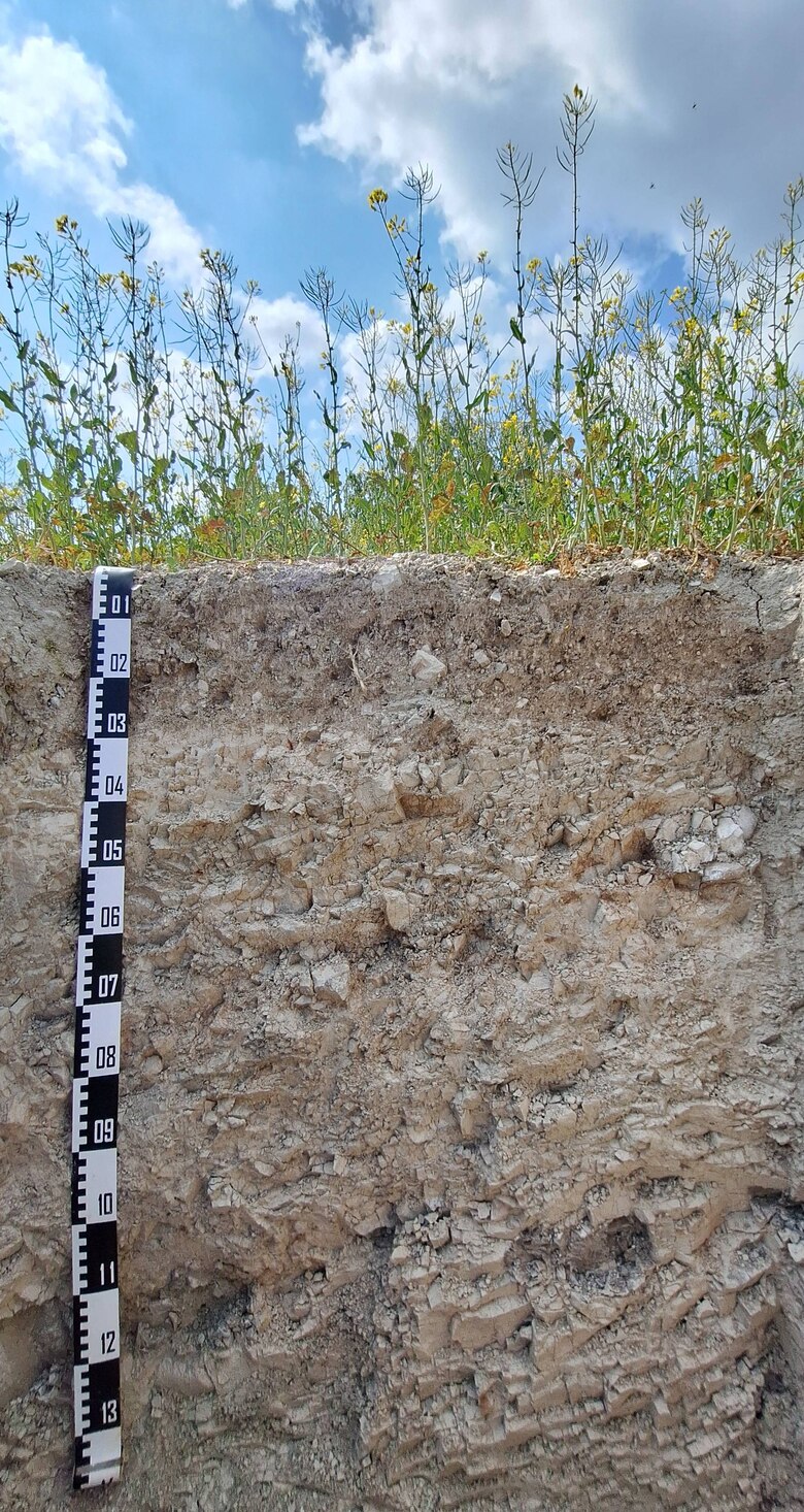 Das Bild zeigt eine Rendzina mit Pflanzendecke.