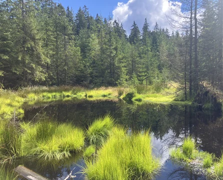 Zu sehen ist ein Standgewässer im Sonnenschein mit braungefärbtem Wasser und leuchtend grünen Gräsern ringsum, umgeben von Fichtenwald