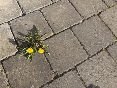 Das Bild zeigt eine Löwenzahnpflanze zwischen Pflastersteinen.