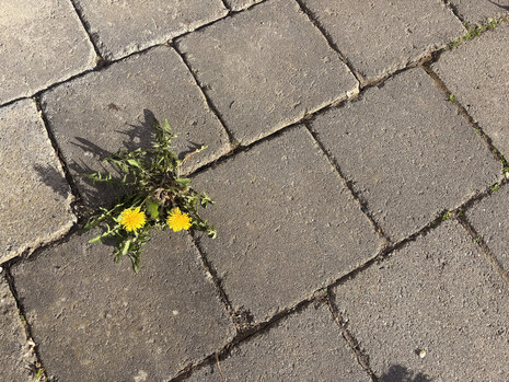 Das Bild zeigt eine Löwenzahnpflanze zwischen Pflastersteinen.