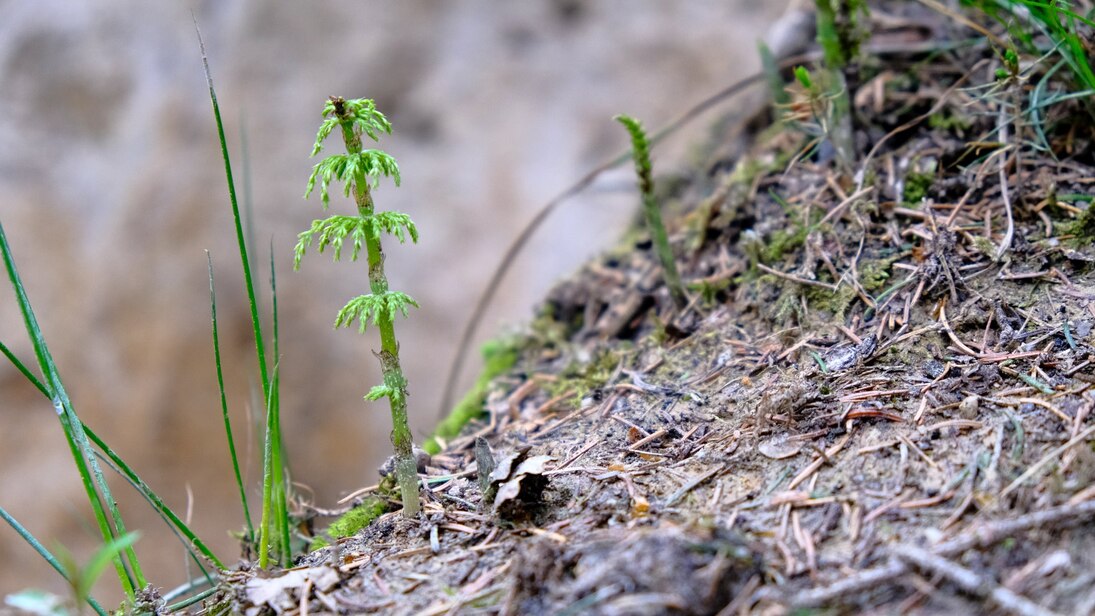 Das Foto zeigt einen aus dem Boden wachsenden, kleinen Wald-Schachtehalm im Vordergrund. Auf der Bodenoberfläche liegen kleine Zweige und Nadeln, im Hintergrund ist unscharf die Bodenprofilwand des Stauwasserbodens zu erkennen.