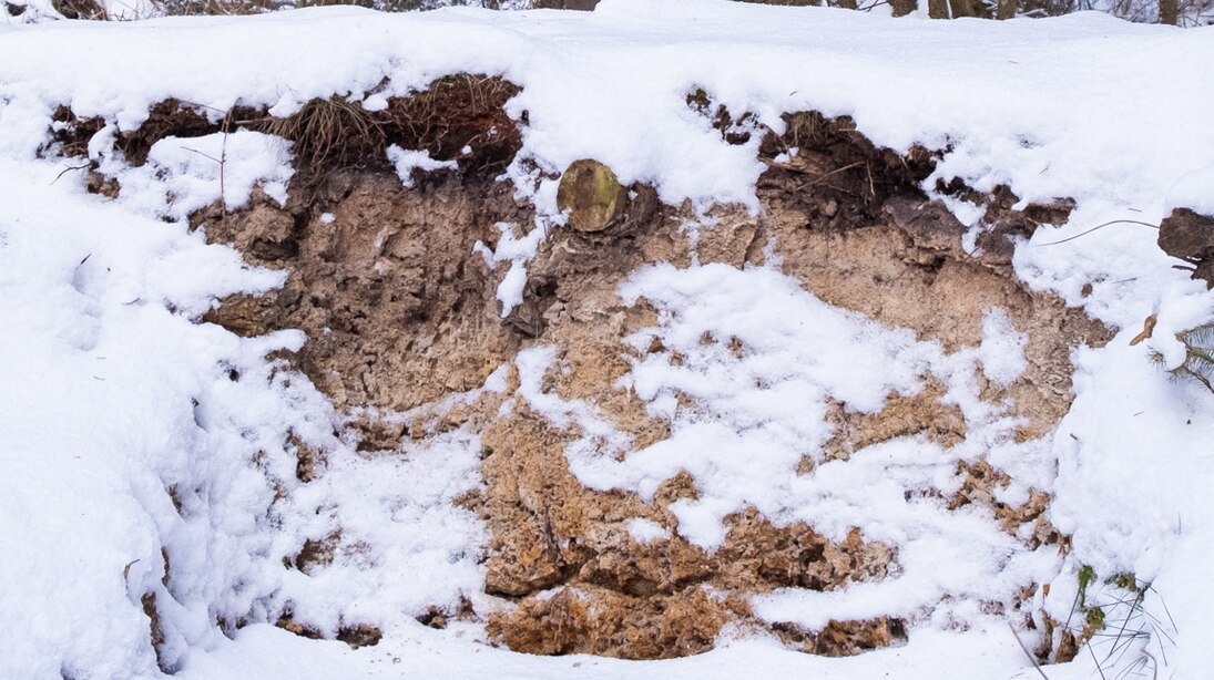 Foto: Ein Bodenprofil eines Stauwasserbodens, das mit Schnee bedeckt ist.