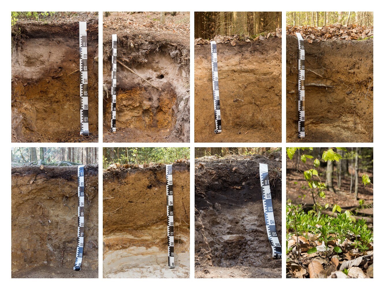 Das Bild zeigt die unterschiedlichen Bodenprofile.