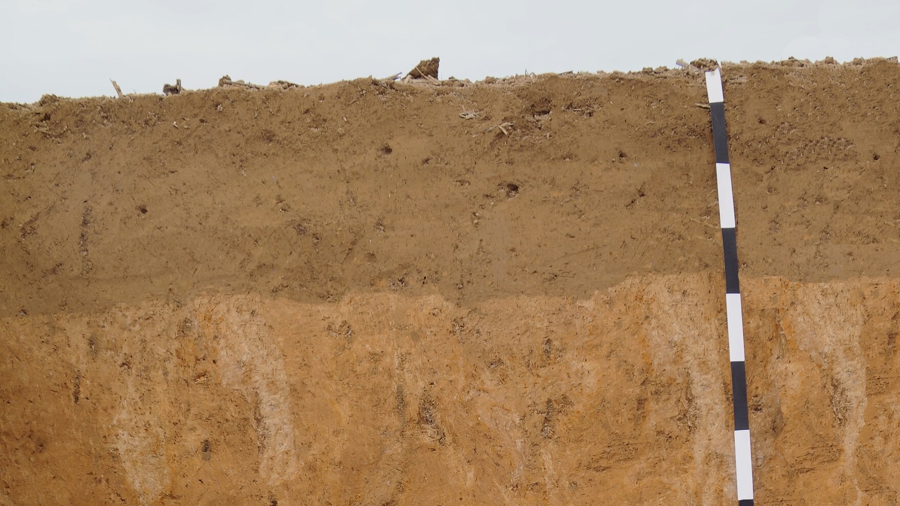 Das Bild zeigt den dunkelbraun gefärbten humusreichen Horizont einer Parabraunerde.