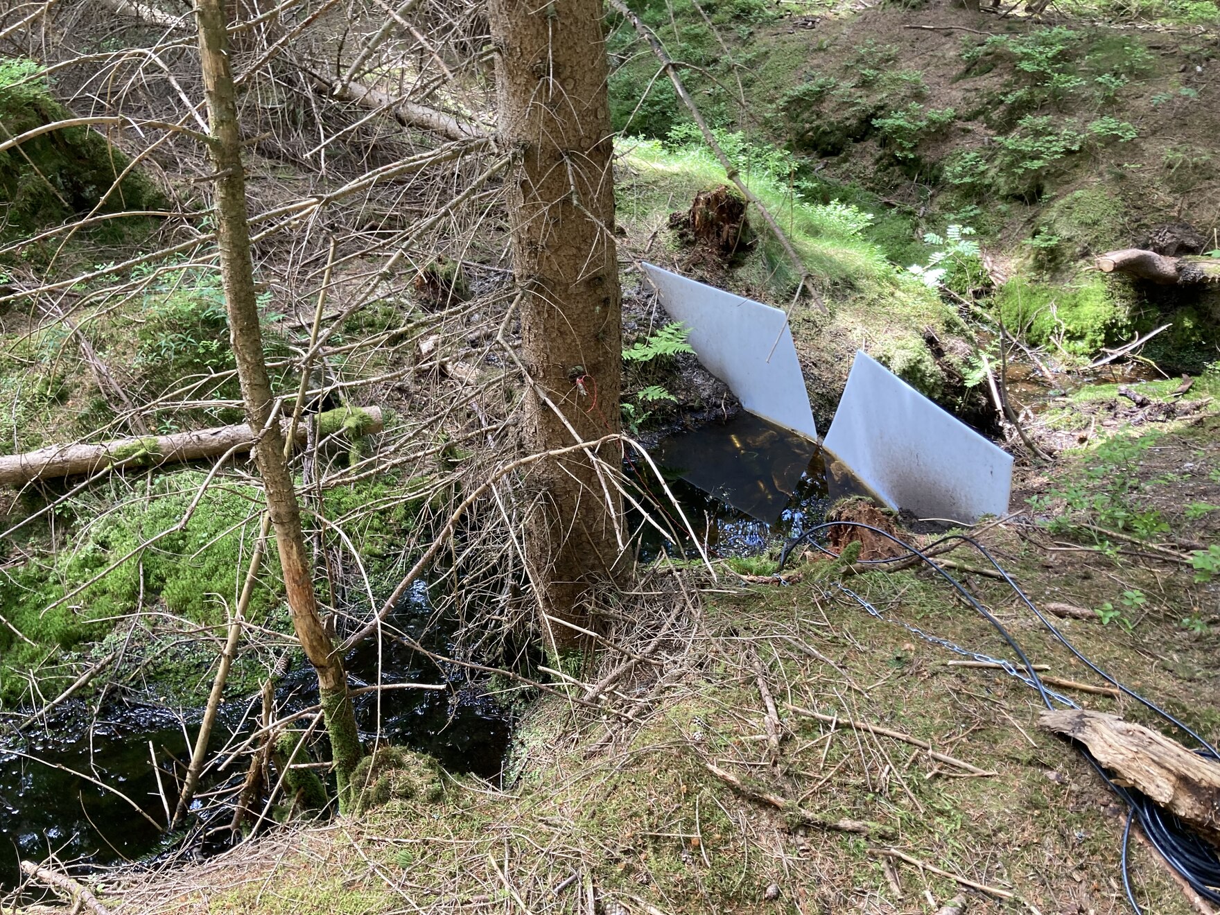 Das Bild zeigt Messwehr in einem kleinen Waldbach, hinter dem sich dunkel gefärbtes Wasser staut. Im Vordergrund Waldboden mit kleinen Ästen, im Hintergrund lebende und abgestorbene Fichten sowie Torfmoose