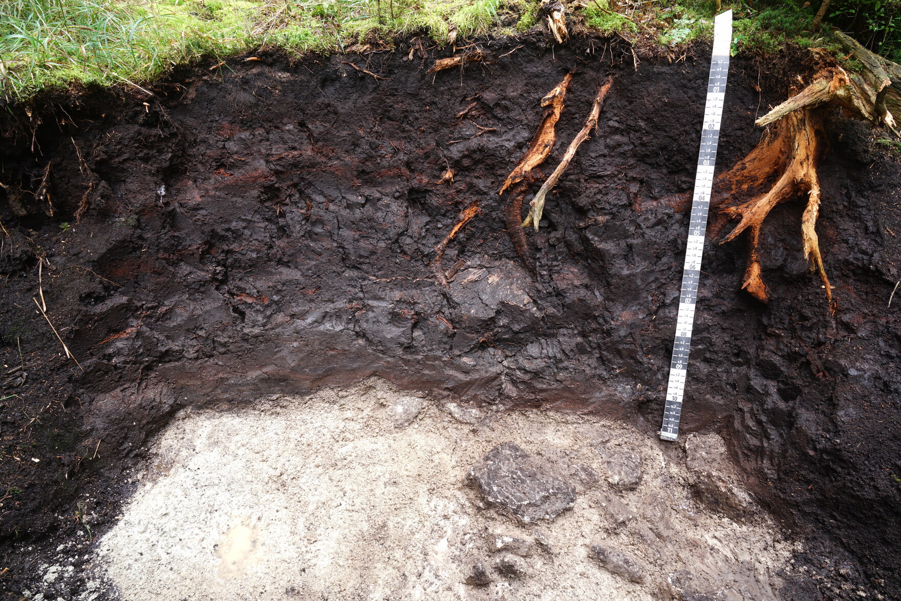 Das Bild zeigt ein Bodenprofil eines Moorbodens. Am oberen Rand sind grüne Moose und Gräser zu sehen, darunter dunkelbraun bis schwarz gefärbte Torfhorizonte und mit braunen Wurzeln durchsetzt. Darunter sieht man in weißlich-grauer Farbe Mineralboden.