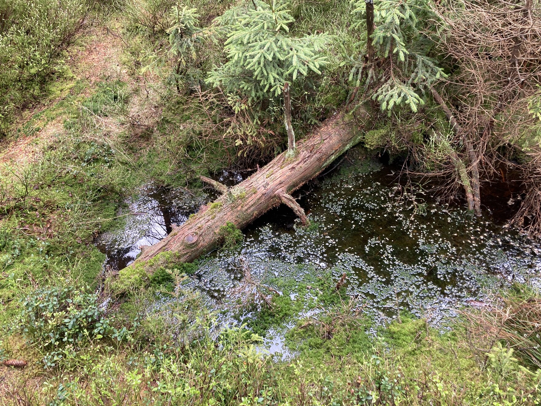 Das Bild zeigt einen mit Wasser gefüllten Graben im Moor Carlsfeld, umgeben von Moorvegetation (Torfmoose, Gräser, kleine Fichten). Quer im Graben liegt ein abgestorbener Baum.