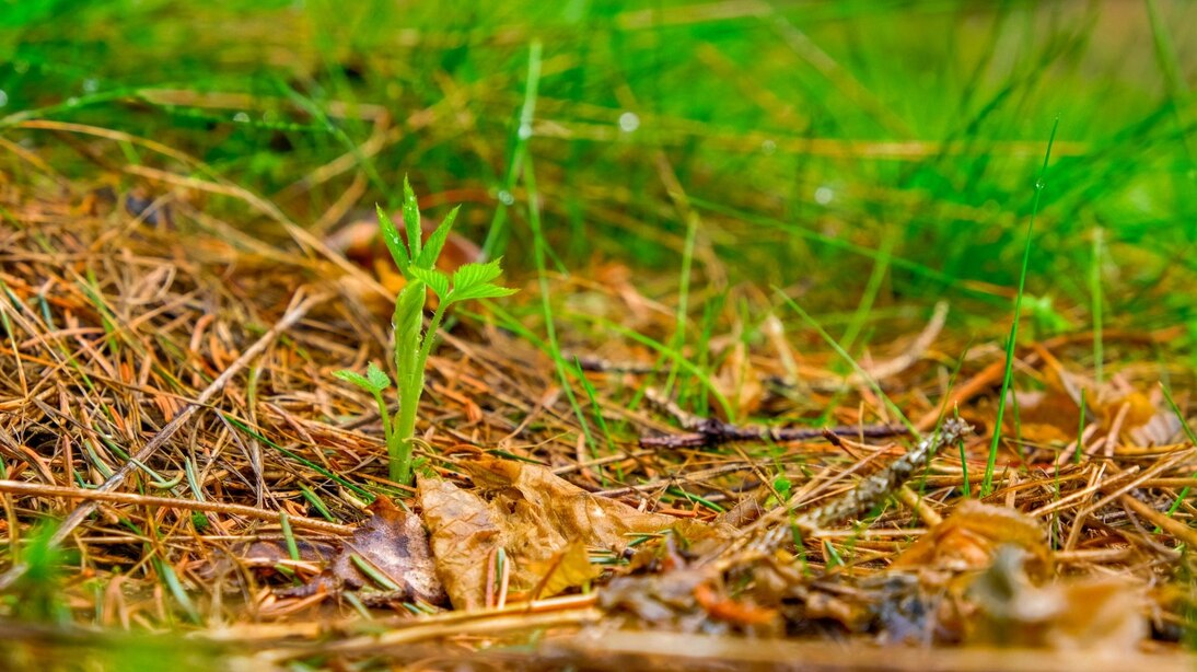 Das Foto zeigt im Vordergrund Laub- und Nadelstreu, im Mittelgrund einen Sämling einer Brombeere und im Hintergrund unscharfes Gras.