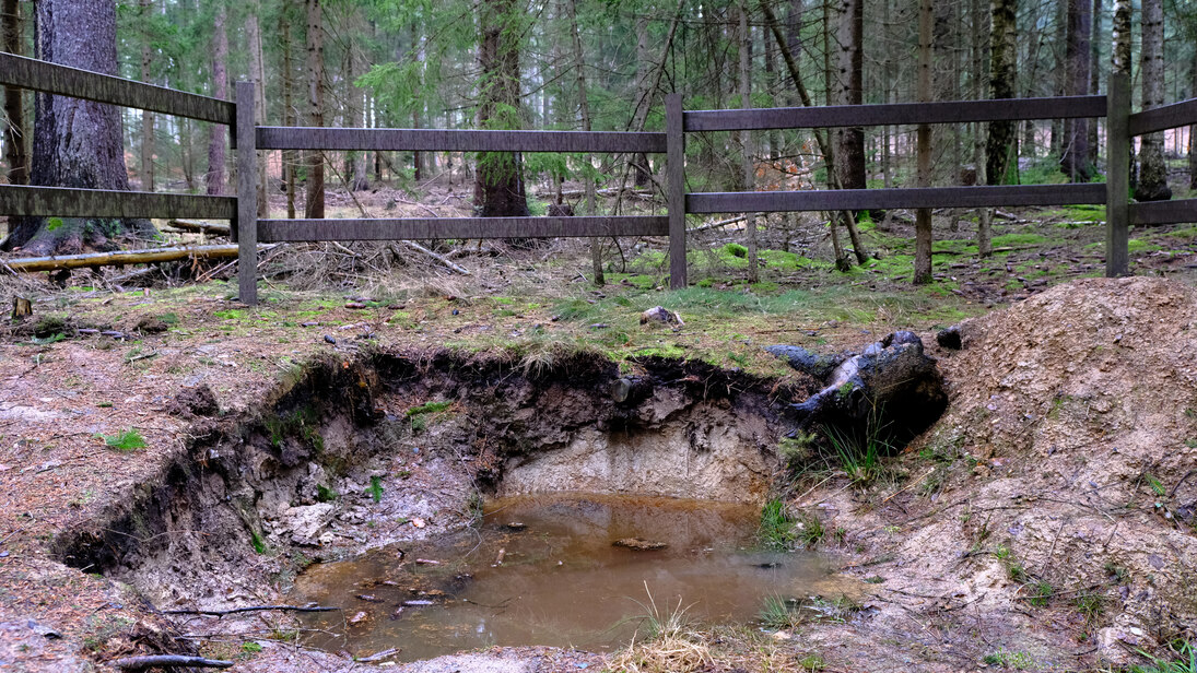 Foto: Bodenprofilgrube eines Waldbodens in der Wasser steht