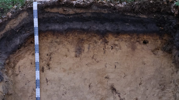 Das Foto zeigt ein aufgegrabenes Bodenprofil aus hellem Sand mit dunkel gefärbten Horizonten am oberen Bildrand und einem schwarz-weißen Maßband auf der linken Seite.