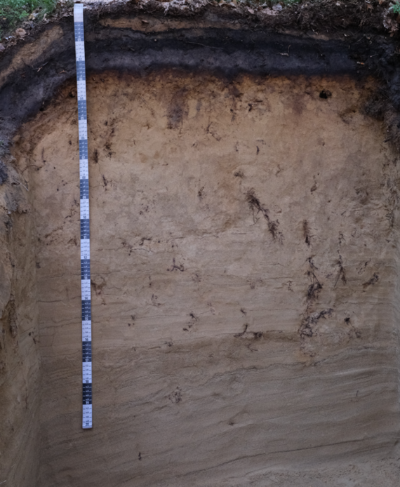 Das Foto zeigt ein aufgegrabenes Bodenprofil aus hellem Sand mit dunkel gefärbten Horizonten am oberen Bildrand und einem schwarz-weißen Maßband auf der linken Seite.